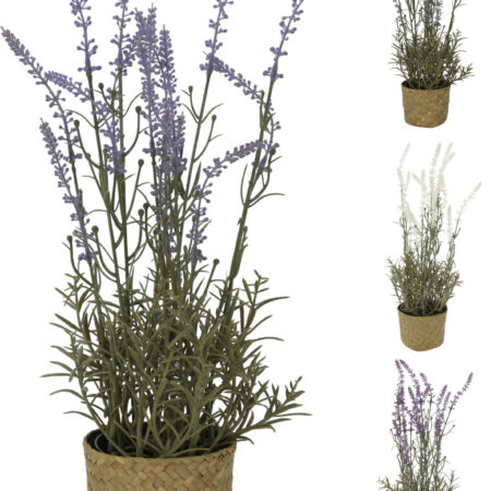 Plant lavendel in mandje 46x15cm
