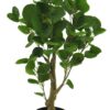 Polyscias fabian in pot green 64cm