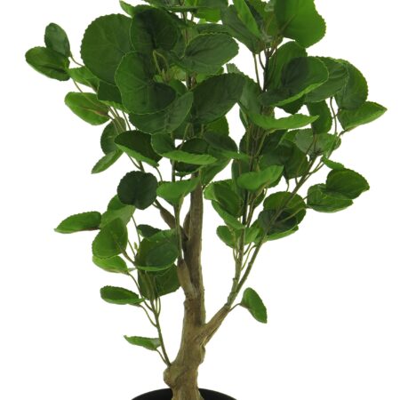 Polyscias fabian in pot green 64cm