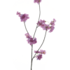 Prunus Malagaspray lavender 84cm