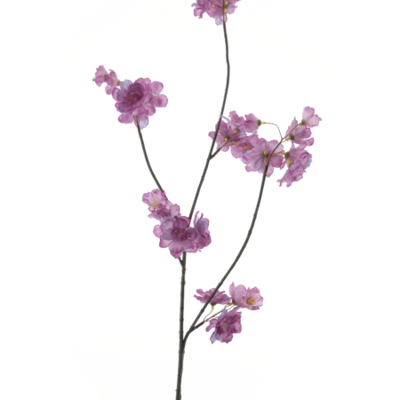 Prunus Malagaspray lavender 84cm