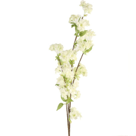 Prunus wit