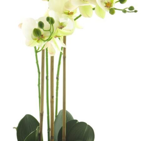 RT Phalaenopsis Bora x3 in pot 60cm wit