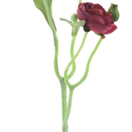 Ranunculus Azura fuchsia 48cm