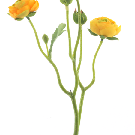 Ranunculus Azura yellow 48cm