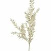 Ruscus metallic champagne