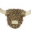 Schotse hooglander Boaz M bruin