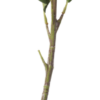 Sedum branch 43cm