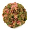 Sedum spathulifolium Ryan M