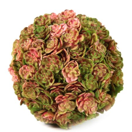 Sedum spathulifolium Ryan M