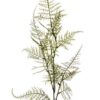 Siertak Asparagus spray 100cm.