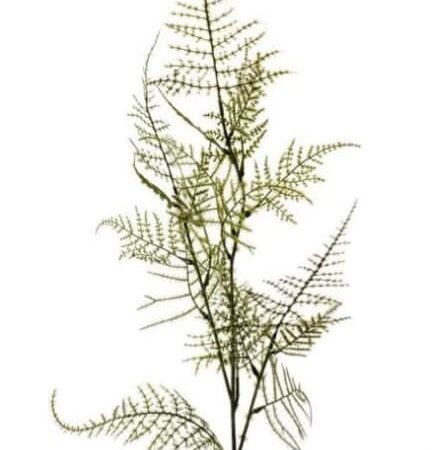 Siertak Asparagus spray 100cm.