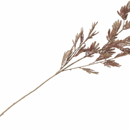 Siertak Mimosa leaf spray