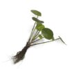 Siertak Pilea bush with roots