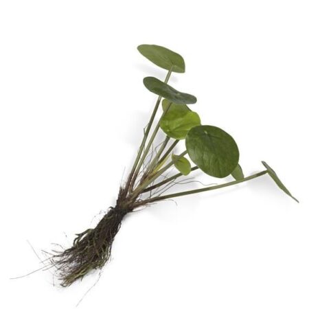 Siertak Pilea bush with roots