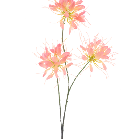 Spider flower spray peach 94cm