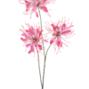 Spider flower spray red 94cm