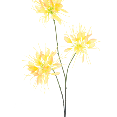 Spider flower spray yellow 94cm