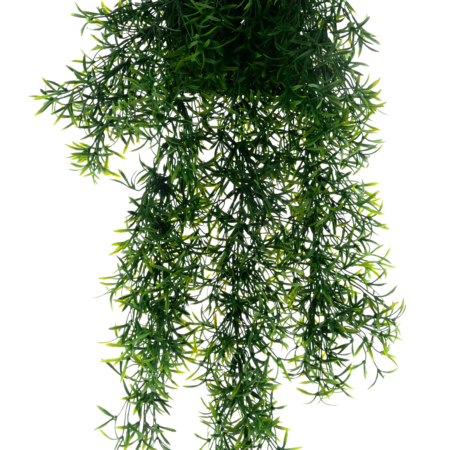 Sprengeri bush large on hang card green 65cm