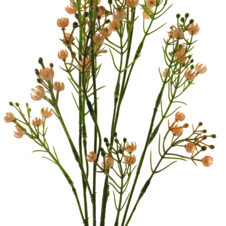 Star gypso spray peach 72cm