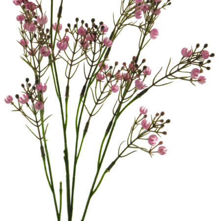Star gypso spray pink 72cm