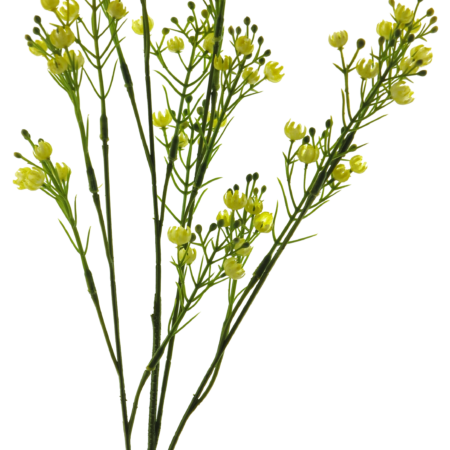 Star gypso spray yellow 72cm