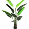 Strelitzia Nicolai medium green 160cm