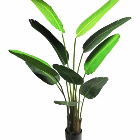 Strelitzia Nicolai medium green 160cm