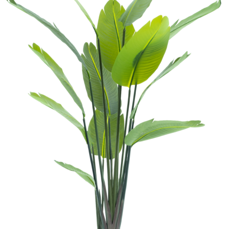 Strelitzia palm in pot 187cm