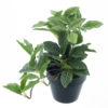Tradescantia plant in pot lt green 16cm