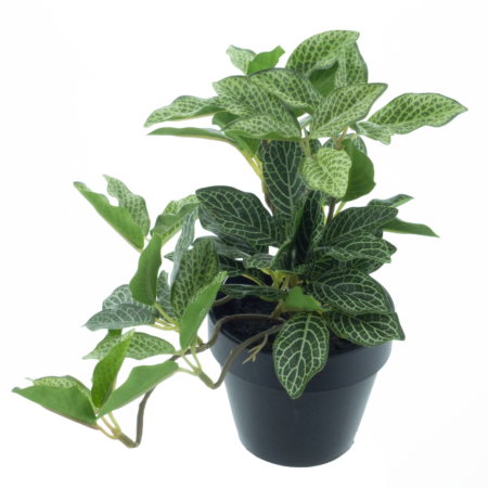 Tradescantia plant in pot lt green 16cm