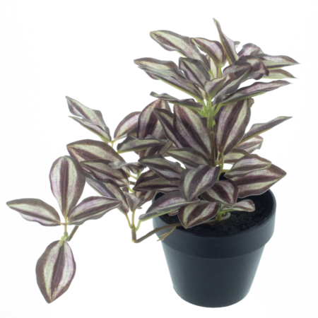 Tradescantia plant in pot red 16cm
