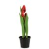 Tulp in pot Rhona rood