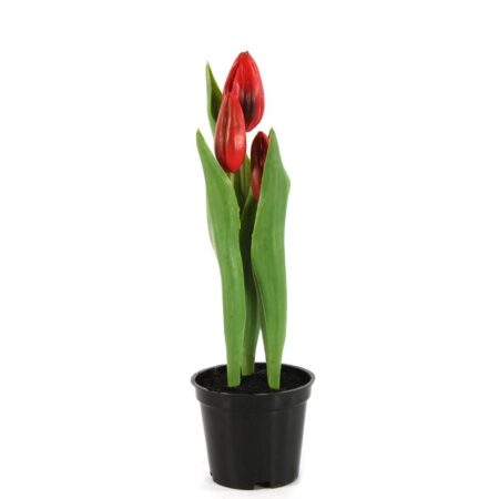 Tulp in pot Rhona rood