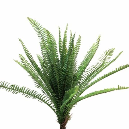 UV Fern Torres Sunrise 60cm