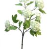 Viburnum Roseum creme 60cm