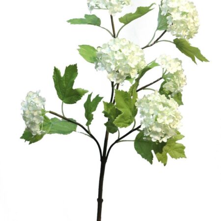 Viburnum Roseum creme 60cm