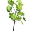 Viburnum Roseum x6 green 60cm