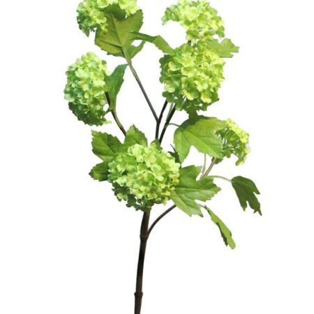 Viburnum Roseum x6 green 60cm