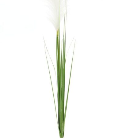 Wilde vossestaartgras spray wit 107cm
