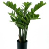 Zamio culcas in pot green 60cm