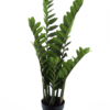 Zamio culcas in pot green 90cm