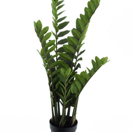 Zamio culcas in pot green 90cm