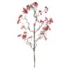 Zijde Crataegus berry rood
