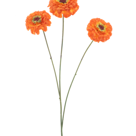 Zinnia elagansspray orange 60cm