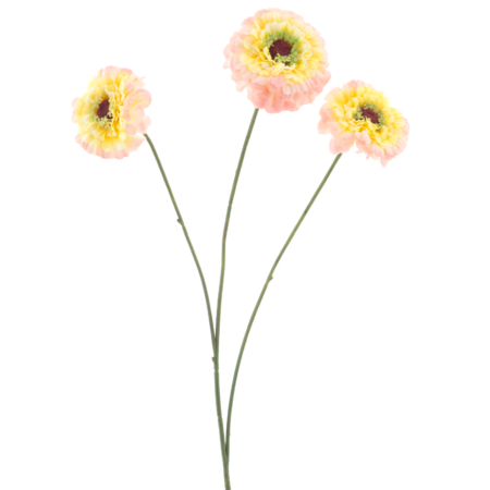 Zinnia elegansspray pink 60cm