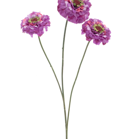 Zinnia elegansspray purple 60cm