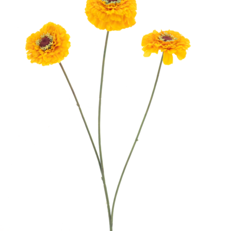 Zinnia elegansspray yellow 60cm